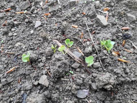 Rábano en cultivo