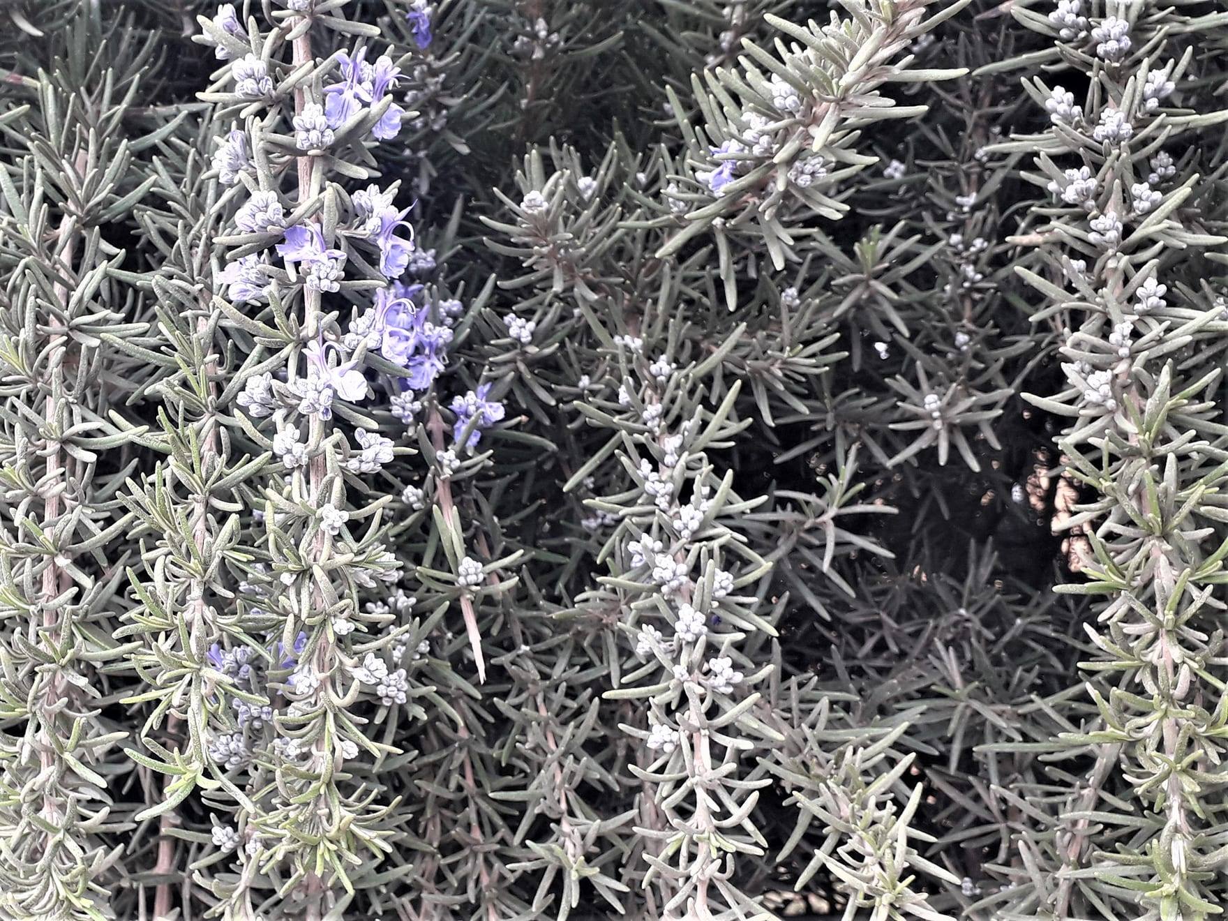 Planta de romero en cultivo