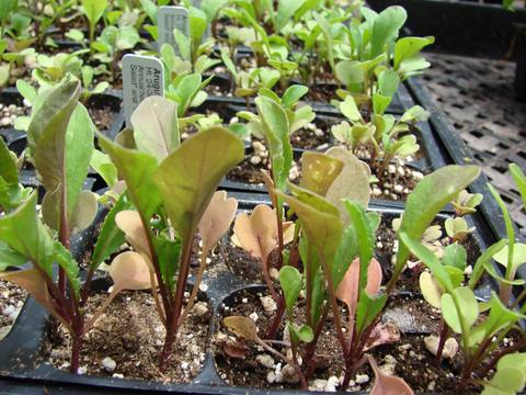 Rúcula en cultivo