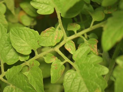 Septoriosis sobre una planta