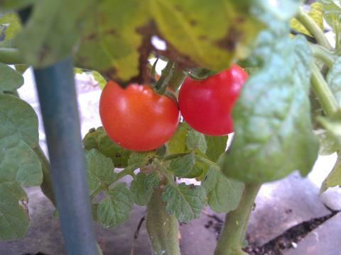 Tomate en cultivo
