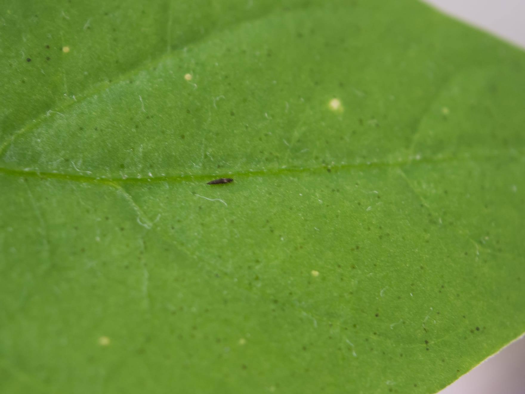 Trips sobre una hoja