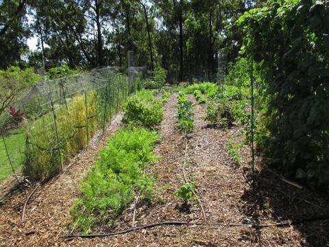 Zanahoria en cultivo